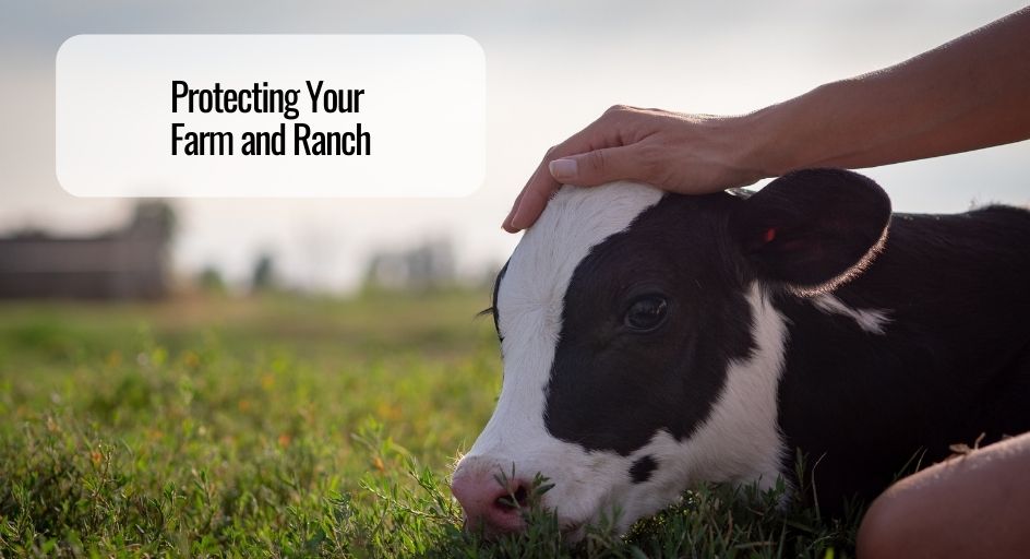 hand petting cow in grassy field